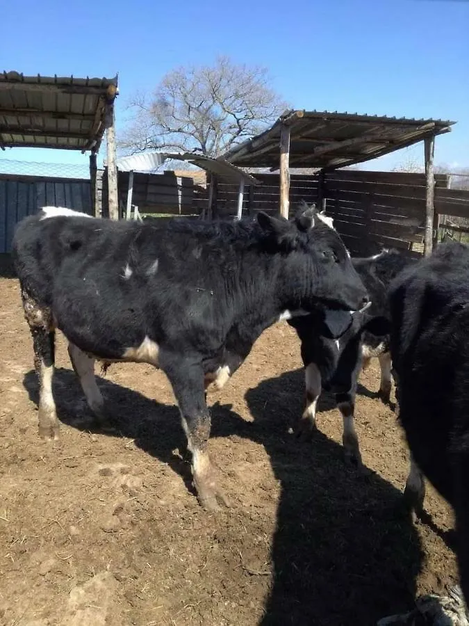 Bio Agriturismo Il Cavone Sovana Farm stay